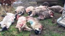 dead-sheep-killed-by-dogs-8823467