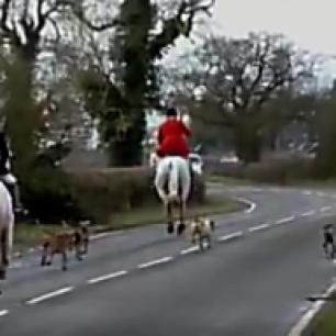 atherstone-hounds-on-road-002