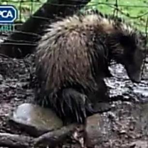 badger-in-snare-rspca-99675