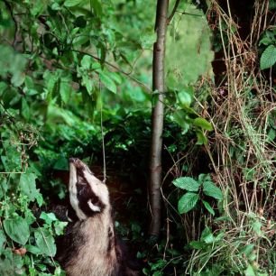 badger-in-snares