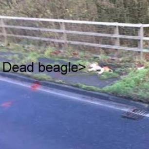 beagle-dead-on-road-778856