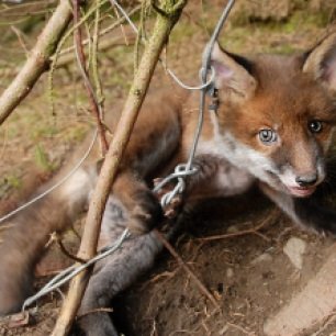 fox-cub-in-snare-228673