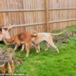 fox-hounds-in-garden-773845