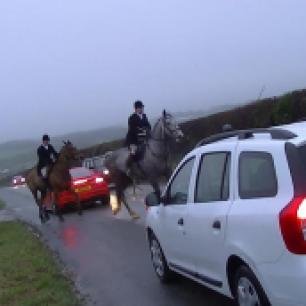 horses-pull-out-infront-of-cars