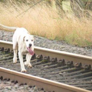 hound-on-railway-22999933