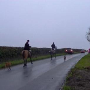 hounds-and-horse-on-roads-992745