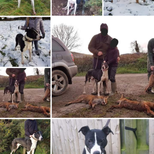 hounds-killing-foxes-55673