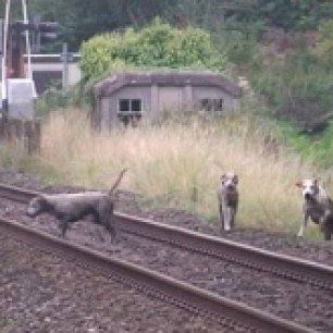 hounds-on-railway-line-6644