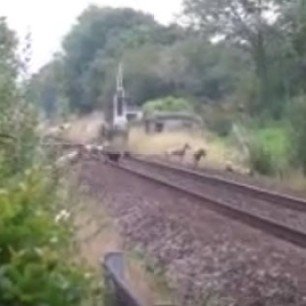 hounds-on-railway-line-somersetfox