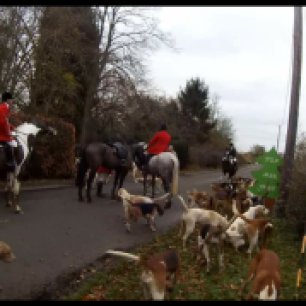 hounds-on-road-7729