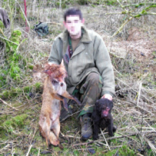 terrier-and-dead-fox