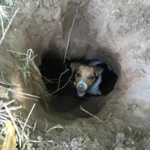 terrier-in-hole-22239