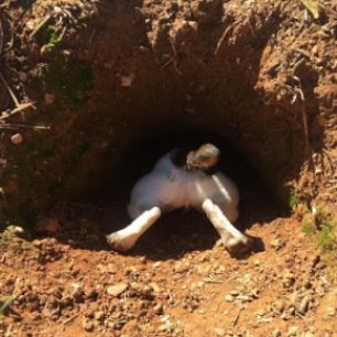 terrier-in-hole