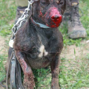 terrier-injured-442786