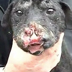 terrier-injured-88111