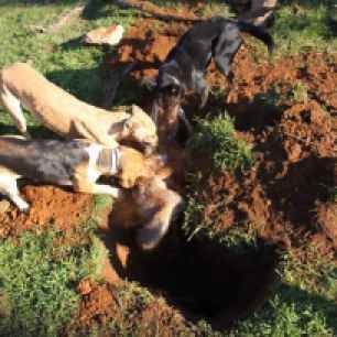 terriers-at-dig-22227