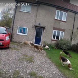 waveney-harriers-hounds-in-garden-6-12-17