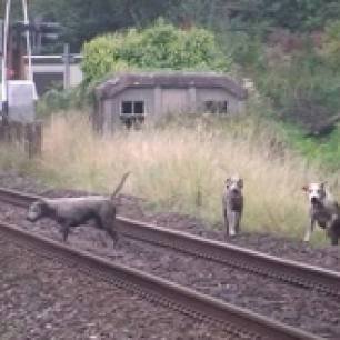 hounds-on-railway-33366