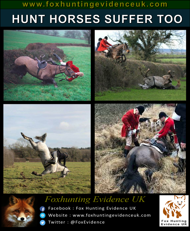 Hunt horses suffer too