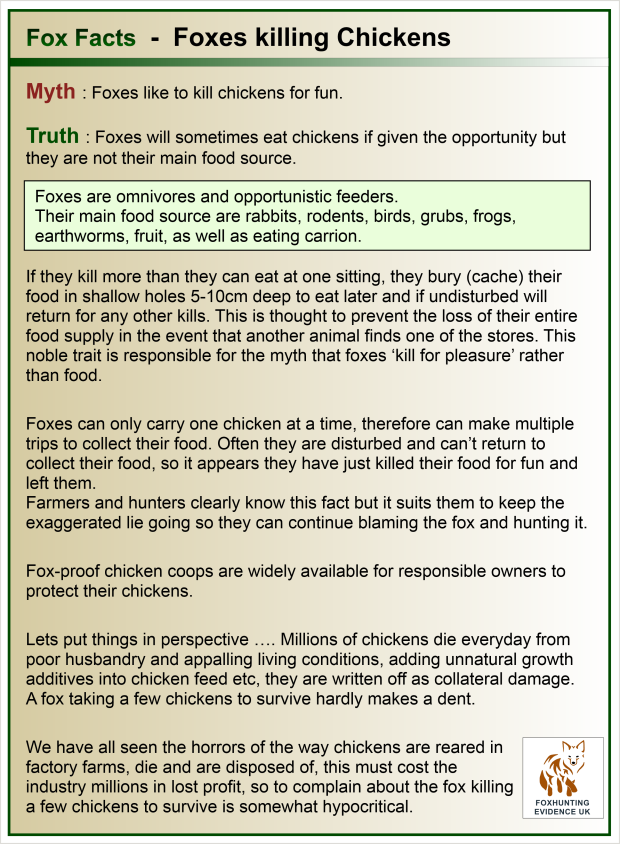 Facts - Foxes killing Chickens