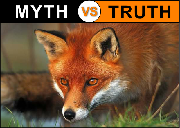 Myth vs Truth