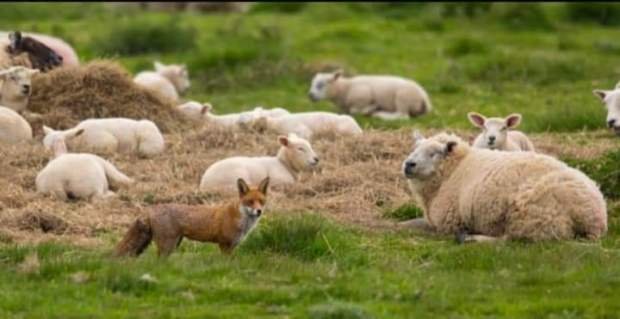 Foxes and sheep1650413465469